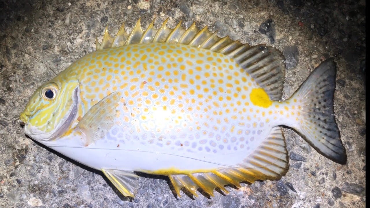 カーエーが初めて釣れた フカセ釣り 全誘導 Youtube