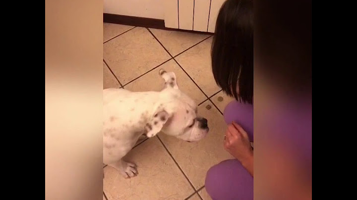 Il nostro primo cane | pocho