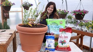 Mixing up Acidic Soil to Plant Blueberries! // Garden Answer