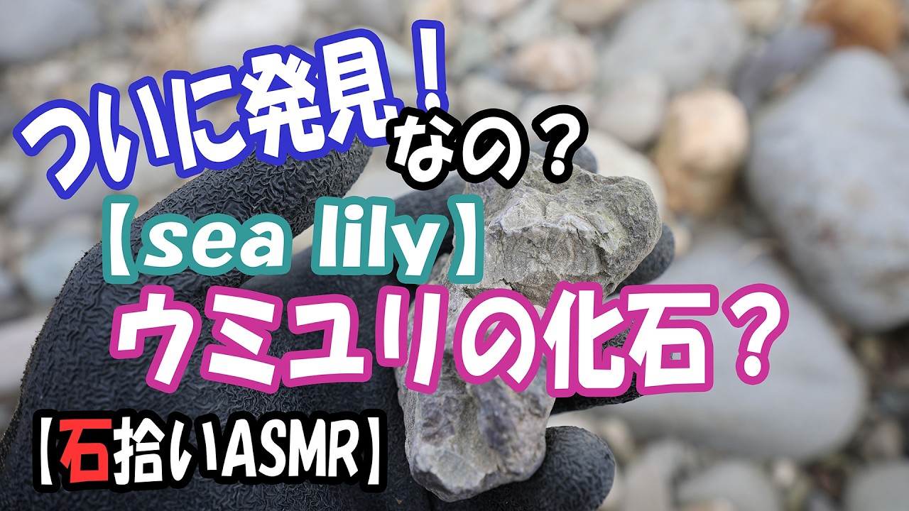 Finally discovered: a sea lily fossil. - YouTube