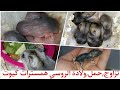 تزاوج الهامستر الروسي فترة الولادة نصائح ومعلومات 