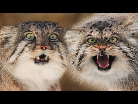 When your wife is a Pallas's cat. Manuls Bol and Polly