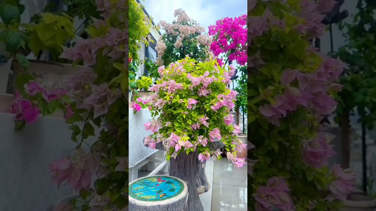 Exploring Stunning Outdoor Garden Decor🌸🌴