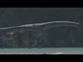 Amazing Dinoworld [2019] - Nemegtosaurus Screen Time