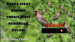 Suara pikat burung,emprit/Pipit memanggil koloni