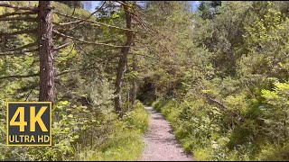 Woodlands Virtual Hike 4K (With Ambient Nature Sounds And Music)