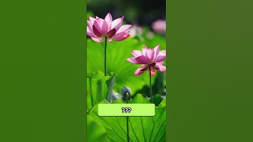 Buddhist Knowledge Quiz | Etadagga, Kuthodaw Pagoda & Jataka Questions (Guess Before Answer!