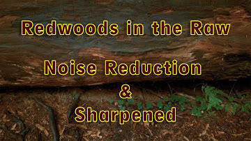 Redwoods in the Raw: A little DNR and Sharpening applied.