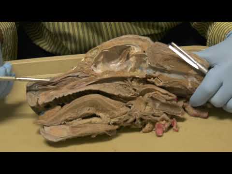 Canine Head Dissection