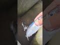 #рыбалка #море #кошка              Селедка под шубой) Мамка 5-ти котят три раза приходила за рыбой