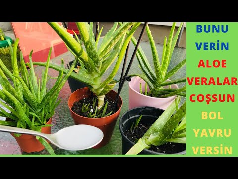 Aloe Vera Coşturan Ve Bol Yavru Verdiren Karışım/ Aloe Vera Bakımı/ Aloe Vera Sulama -Pirinç Suyu /