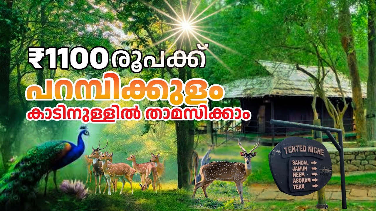 Parambikulam Tiger Reserve Tent Stay | പറമ്പിക്കുളം കാടിനുള്ളിലെ ടെൻറ്റിൽ താമസിക്കാം |