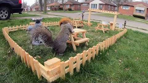 Building a Picnic Table for Squirrels