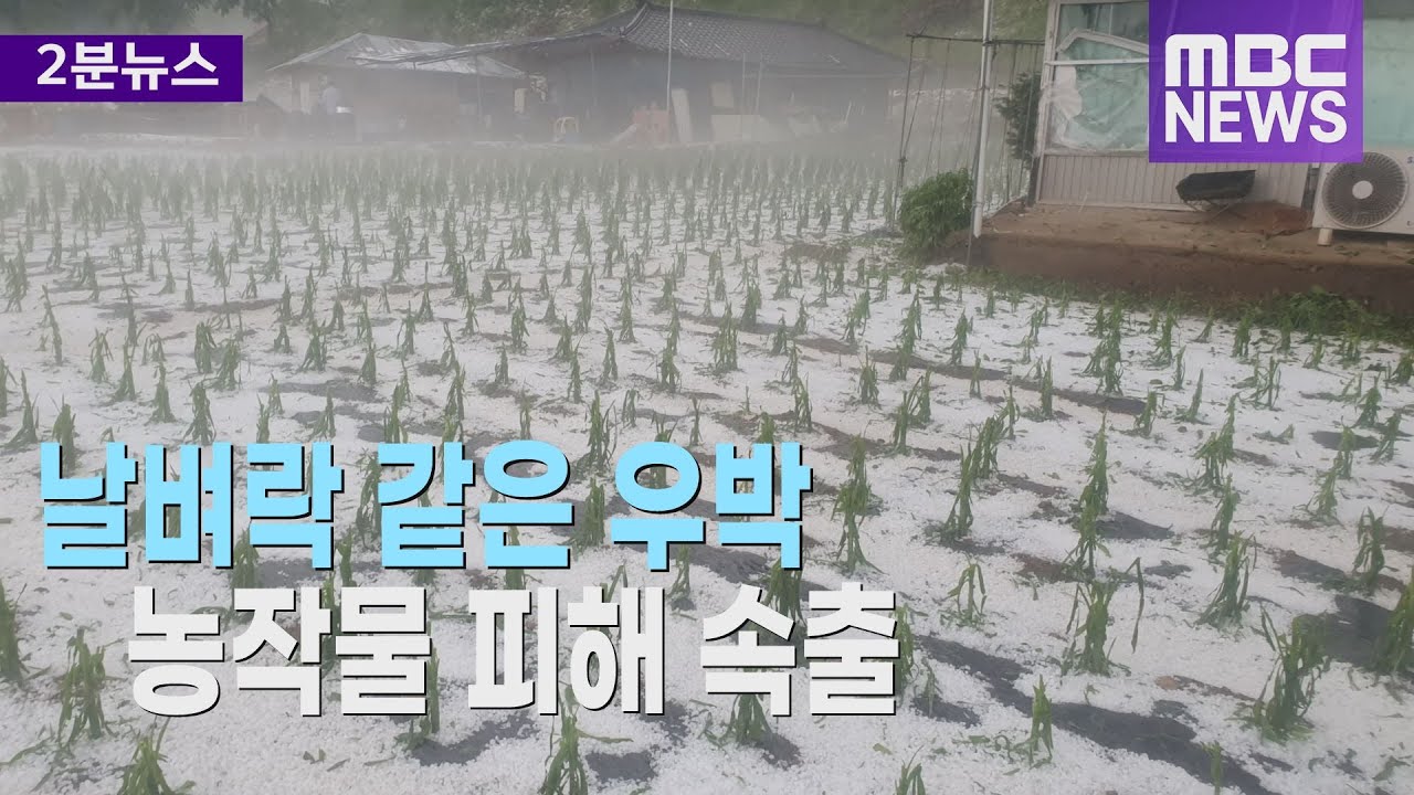 날벼락 같은 우박.. 농작물 피해 속출 - YouTube