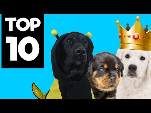Video: 10 Nama Anjing Teratas Tahun 2018