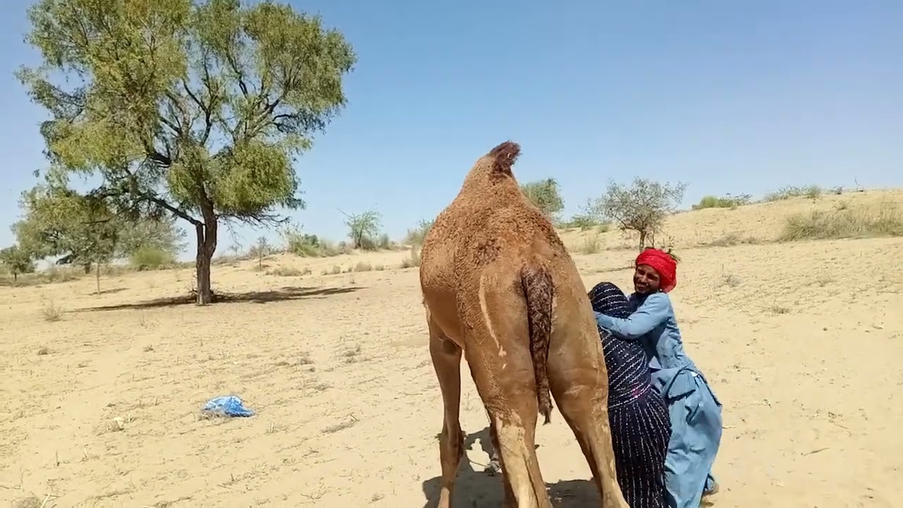 لحظة جميلة في صحراء ثار… شاب يساعد فتاة على ركوب الجمل 🐪✨