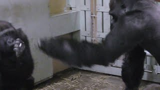 パパのパンチにビックリするゲンタロウ💗ゴリラ【京都市動物園】