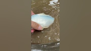 Bắt con cá chép vàng cá koi cá beta ở Vũng nước ngọt