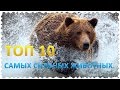 Топ 10 Самых сильных животных