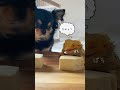 生まれて初めて○○を食べたトカゲの末路#shorts