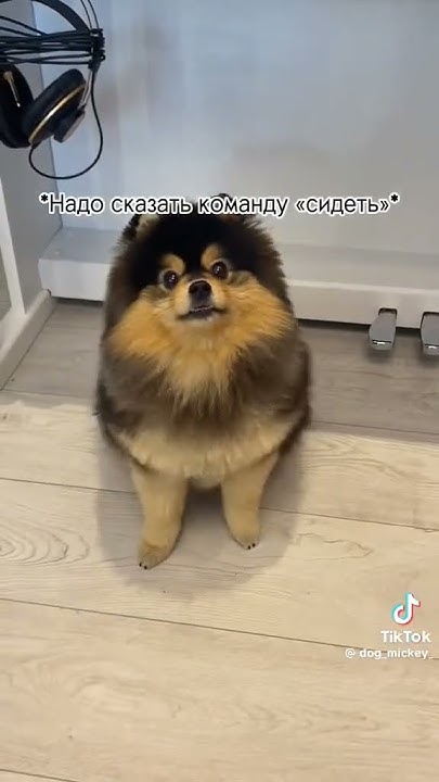 Как научить собаку команде ДАЙ ЛАПУ. - YouTube