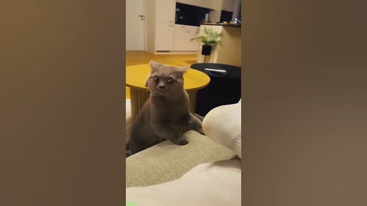 Video 11216041: fight sounds cat funny, cat fighting sound dog, funny cat 4k, funny cat live, cat eyes funny, cat fails