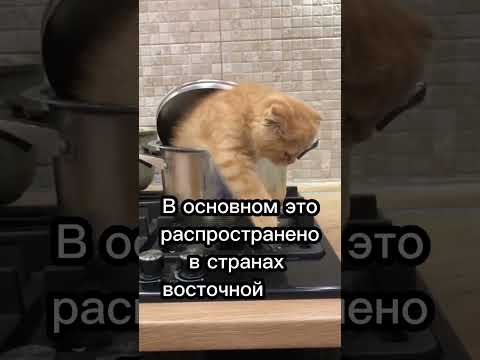 В этих странах едят кошек 😯😢 #cat #catsfacts