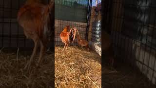 Asilsweater Brood Pen