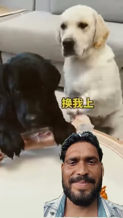 The world's largest bone was fed to a black dog 🐕🤡🥺 #ai #trendingshorts #shorts #dog #cute #cutebaby