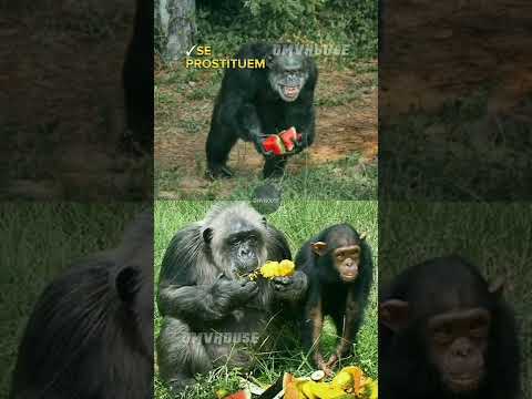 Vídeo: Por que os chimpanzés estão em perigo?