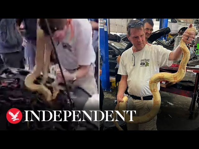 Mechanics pull 8-foot-long boa constrictor from car engine