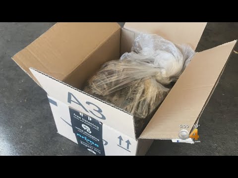 Neighbors Fight Vandals With Poop-Filled Packages