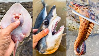 Seafood Catching in Sea - Fishermen Catch Sharks, Octopuses and many Strange Sea Creatures #12
