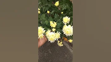 Размножаю Хризантемы! 100% приживаемость! Цветет уже осенью 🌸🌸🌸