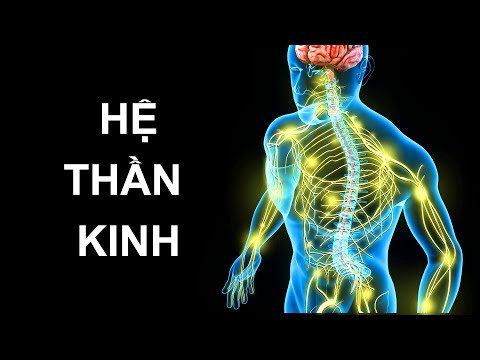 Video: Khoa học thần kinh trí nhớ là gì?