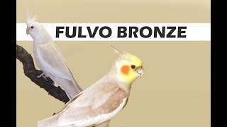 Venha conhecer mais de perto a mutação Fulvo Bronze