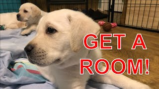 Flashback Friday: Puppy Date Night with Labrador Puppies#cutepuppies #labrador #puppy by HighDesertLabradors 1,473 views 1 month ago 11 minutes, 28 seconds