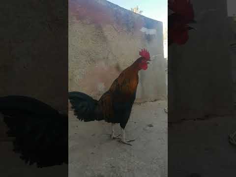 صوت صياح الديك