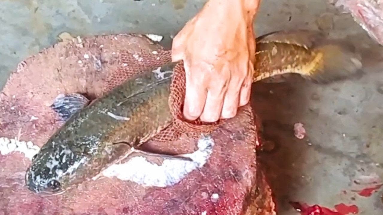 Amazing Deshi Sola Fish Cutting Skills In Fish Market | Sola Fish Cutting Skills