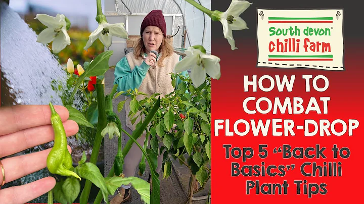 BACK TO BASICS - 5 top tips for avoiding flower-drop and getting the BEST from your chilli plants!