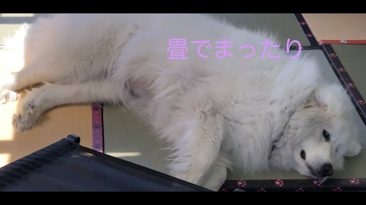 畳の上でまったりするグレートピレニーズ　洗える畳