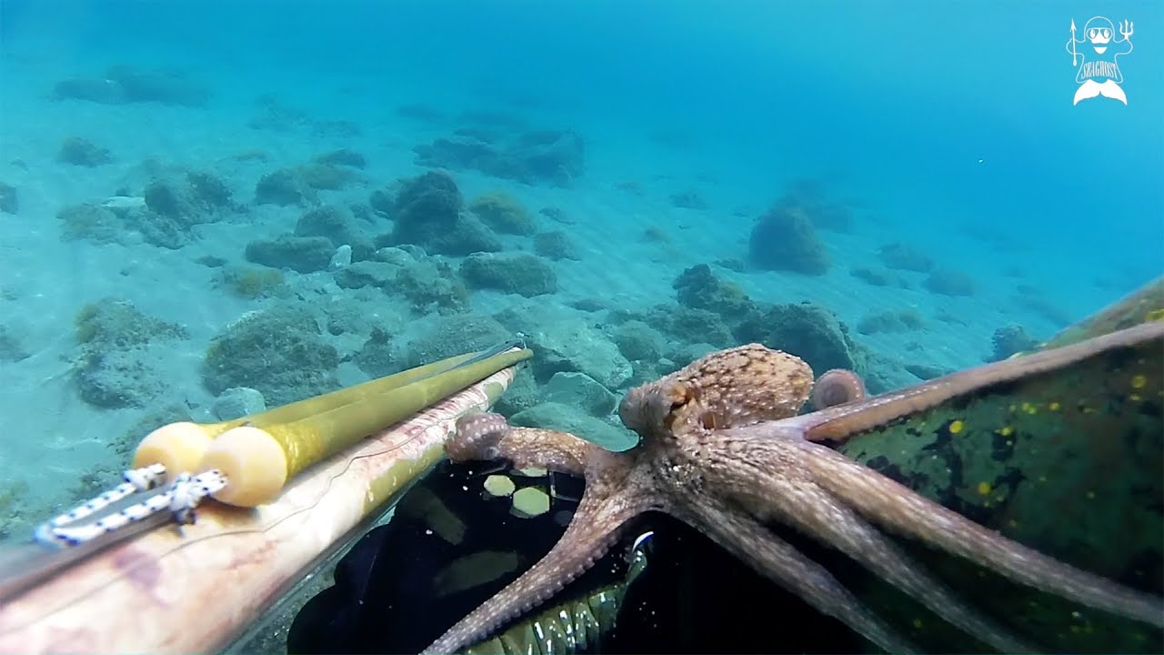 pesca apnea basso fondo pesca apnea basso fondo