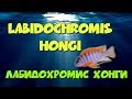 Хонги красноголовый. Лабидохромис хонги. Labidochromis hongi red top