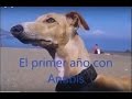 Anubis, un galgo -des- AFORTUNADO #GALGOS #adopta #adoptarunperro #perro