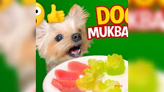 Dog Mukbang Everyone’s Talking About 🤯🐶 | Cute Eating ASMR