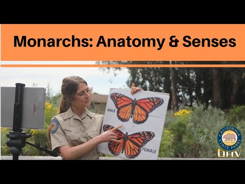 Monarchs: Butterfly Anatomy & Senses