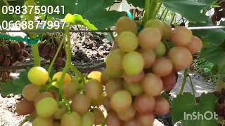 Початок достигання винограду на нашій ділянці.