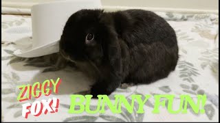 Bunny Fun!