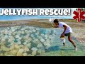 RESCUING Thousands Of TRAPPED JELLYFISH In A TIDE POOL!!