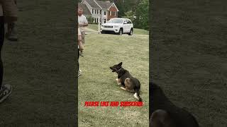 Service Dog Training with German Shepherd